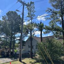 Pine-Tree-Removals-in-Oxford-MD 3